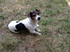 Jack Russel Terira